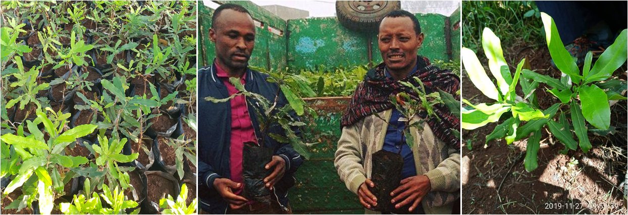 SAMAY Nadacia Integra Stromy pre Afriku Etiopia kava a makadamy